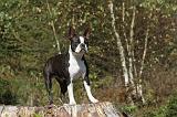 BOSTON TERRIER 046